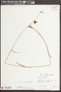 Fuirena squarrosa image