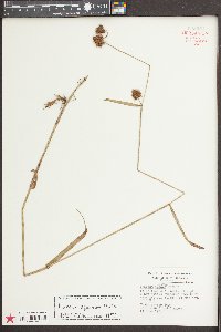 Fuirena squarrosa image