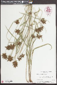 Fuirena squarrosa image