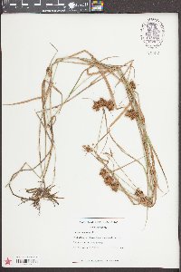 Fuirena squarrosa image