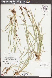 Rhynchospora caduca image