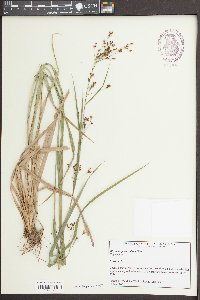 Rhynchospora caduca image