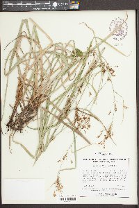 Rhynchospora caduca image