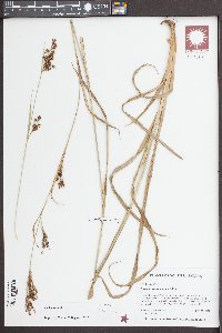 Rhynchospora caduca image