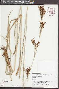 Rhynchospora caduca image