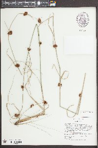 Rhynchospora cephalantha image