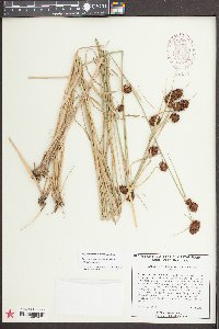 Rhynchospora cephalantha image