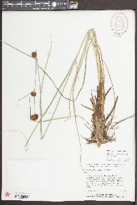 Rhynchospora cephalantha image