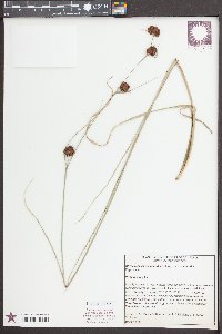 Rhynchospora cephalantha image