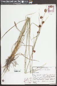 Rhynchospora cephalantha var. cephalantha image