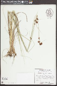 Rhynchospora cephalantha image