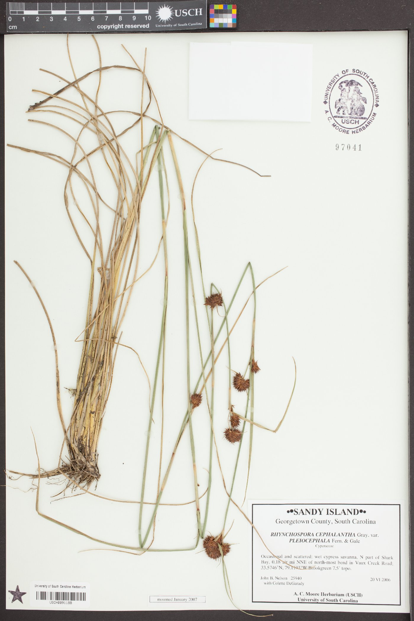 Rhynchospora cephalantha var. pleiocephala image