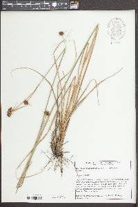 Rhynchospora cephalantha image