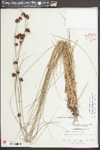 Rhynchospora glomerata image
