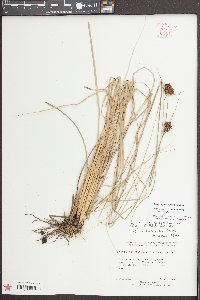 Rhynchospora cephalantha image