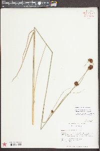 Rhynchospora cephalantha image