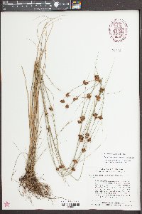 Rhynchospora chalarocephala image