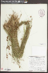 Rhynchospora chalarocephala image