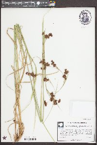 Rhynchospora chalarocephala image