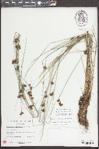 Rhynchospora glomerata image