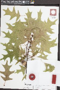 Quercus coccinea image