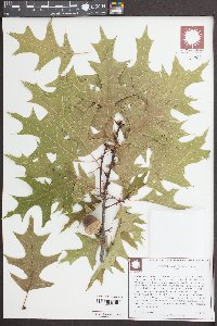 Quercus coccinea image