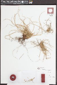 Carex reznicekii image