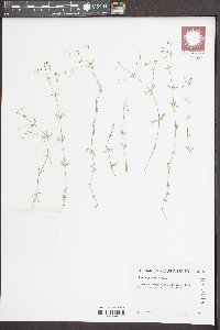 Galium pumilum image