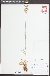 Silene flos-cuculi image