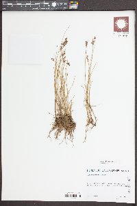 Juncus gerardii image