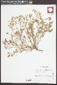 Spergularia salina image