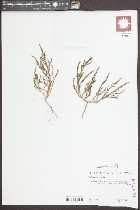 Salicornia europaea image