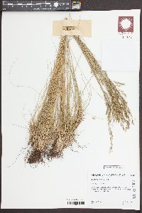 Festuca rubra image