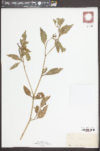 Solanum pseudogracile image