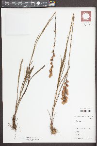 Liatris spicata image