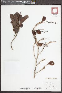 Coccoloba diversifolia image