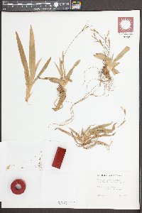 Carex platyphylla image