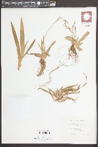 Carex platyphylla image