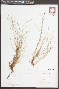 Carex pennsylvanica image