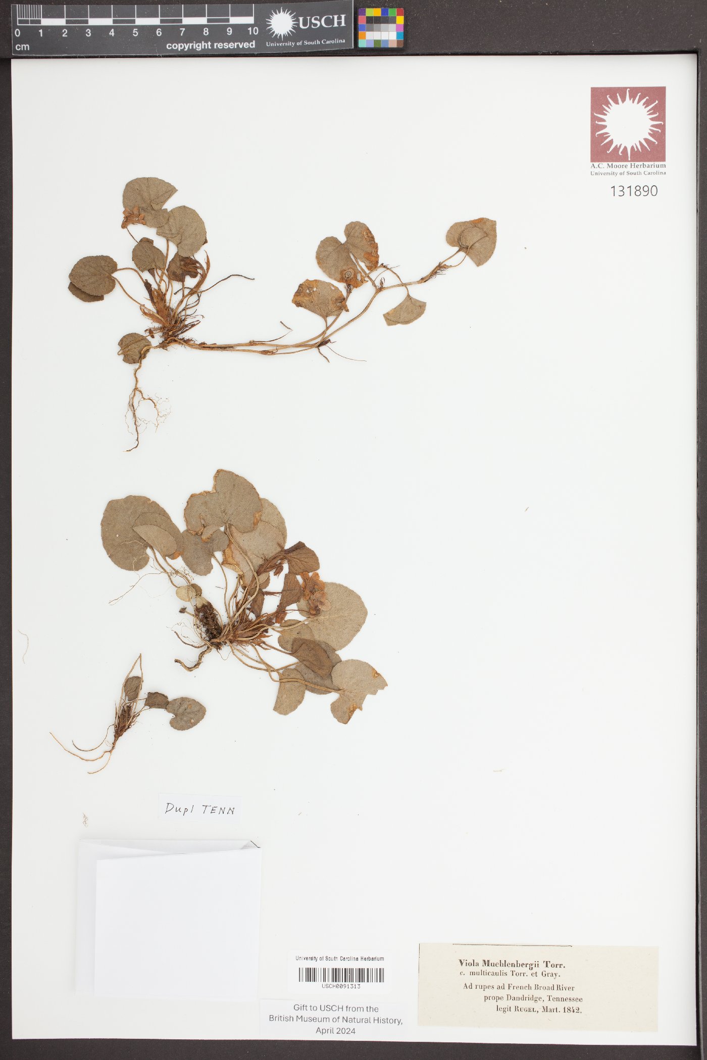 Viola canina image