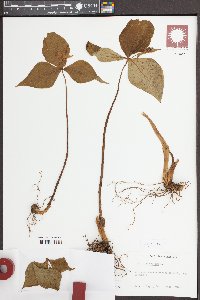 Trillium erectum image