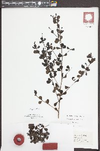 Baptisia tinctoria image