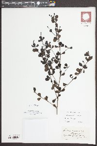 Baptisia tinctoria image