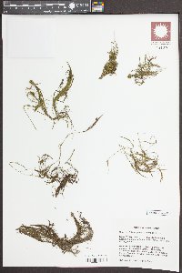 Potamogeton confervoides image