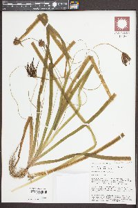 Vallisneria americana image