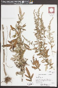 Artemisia vulgaris image