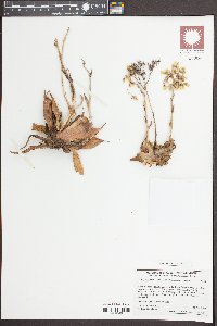 Dudleya cymosa image