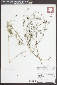 Cosmos crithmifolius image