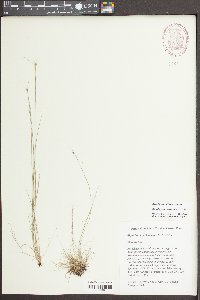 Rhynchospora chapmanii image