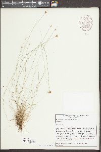 Rhynchospora chapmanii image